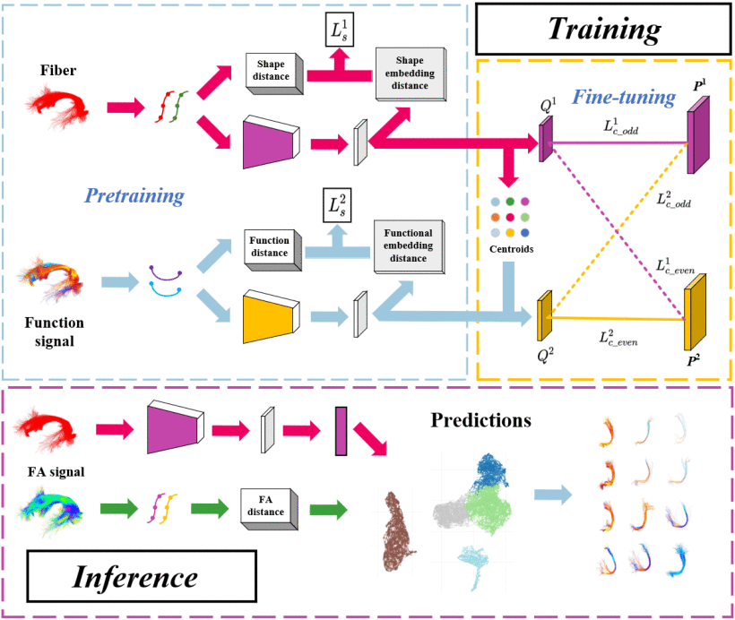 DMVFC: Deep Learning Based Functionally Consistent Tractography Fiber Clustering using Multimodal Diffusion MRI and Functional MRI