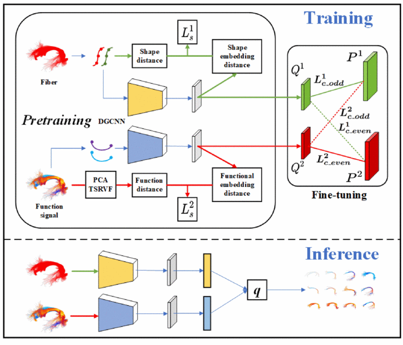 A Novel Deep Learning Tractography Fiber Clustering Framework for Functionally Consistent White Matter Parcellation Using Multimodal Diffusion MRI and Functional MRI