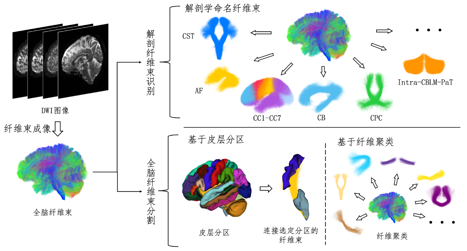 Segmentation Methods for Diffusion Magnetic Resonance Imaging Tractography: A Survey