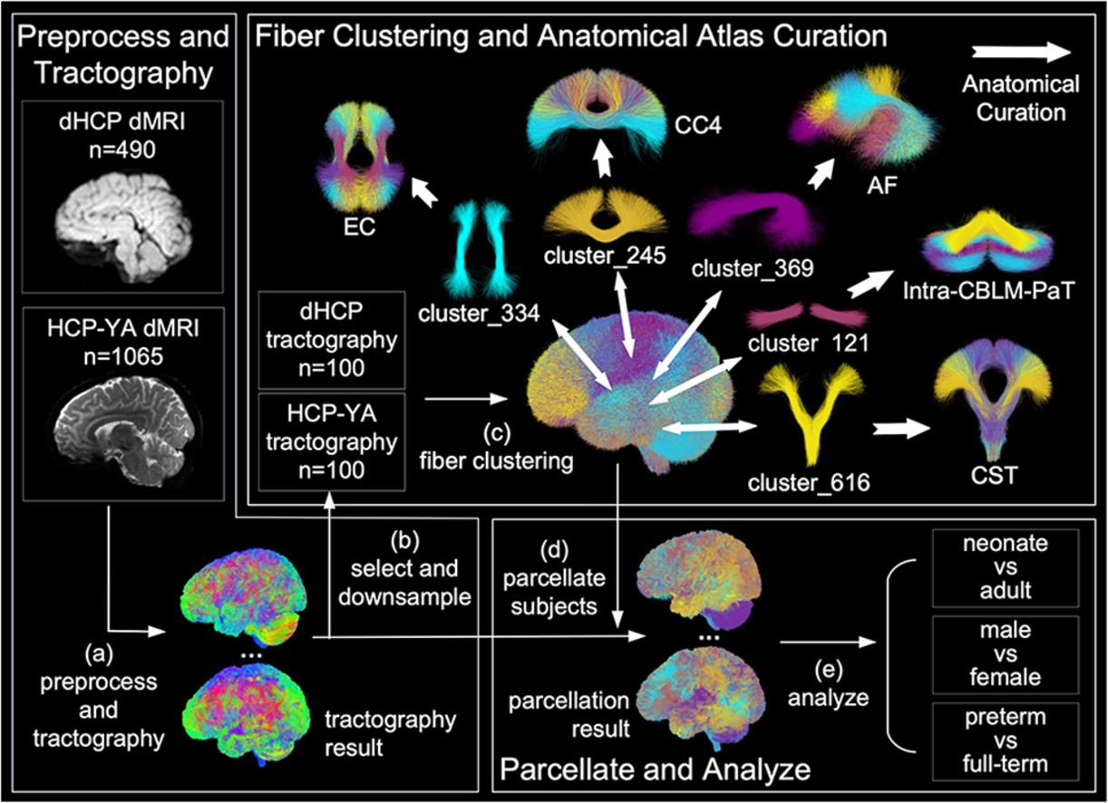 Cross-Population White Matter Atlas Creation for Concurrent Mapping of Brain Connections in Neonates and Adults with Diffusion MRI Tractography